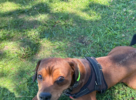Alfie - Mixed breed