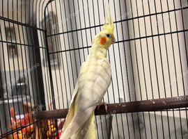 Gorgeous Lutino Cockatiel