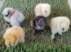 Chicks for sale.....1 day old upto 3 weeks old......pure breeds.....