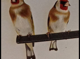 1 Pair Goldfinches for sale ,in Potters Bar !