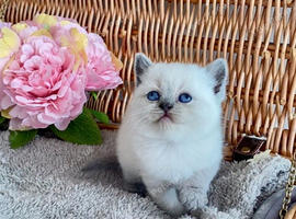 ABSOULETLY BEAUTIFUL PURE BRED BSH TEDDY BEARS
