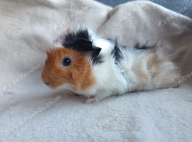 Boy guinea pig