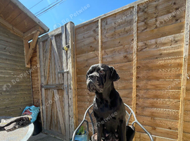 Midnight -Cane Corso x Italian mastiff