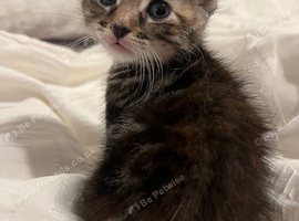 Tabby Kittens