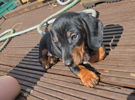 Selling my dachshund 1 year old