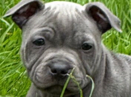 Staffy pups for sale. Excellent pedigree, KC registered