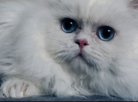 Gorgeous blue eyes pure white Persian minuet munchkin boy