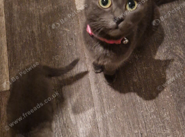 Ragdoll cross