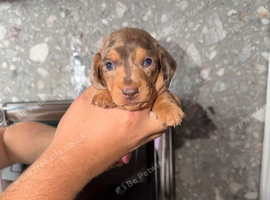 Miniature dachshund puppies for sale