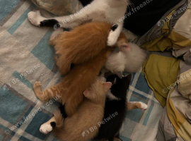 5 kitten for sale