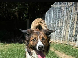 Welsh border collie