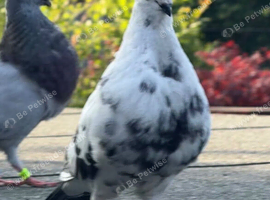 *Incredible* Spanish Ladino/horseman Pouters Pigeons for sale in Glasgow