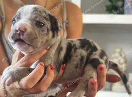 Pocket bully x Staffie pups