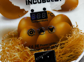 Incubator