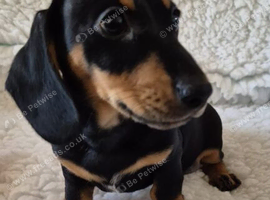Ready to leave today Miniature dachshund puppies