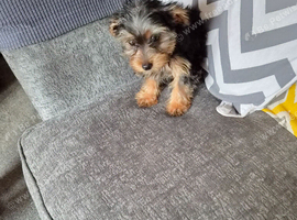 Yorkshire Terrier