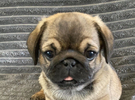 Adorable pugs x for sale