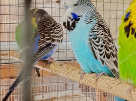 Pair available for sale