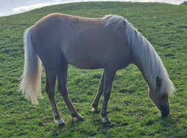 REGISTERED  SEC B PALOMINO FILLY.  ( YEARLING )