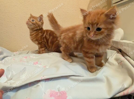 Ginger kittens