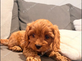 Adorable Cavapoo Puppies &ndash; 2 Boys & 3 Girls Available