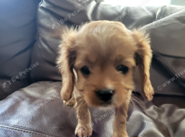 Cavapoo puppies for sale
