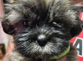 Gorgeous Shih Tzu puppies for sale