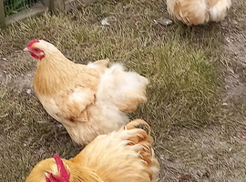 Trio of buff Orpington BANTAM
