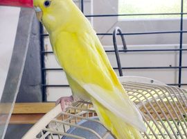 Baby budgies for sale