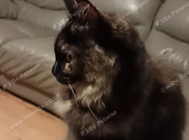 Maine coon x ragdoll to