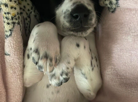 sprocker