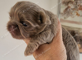 Special quality imperial shih Tzu