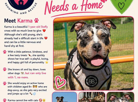 Karma- Staffy x