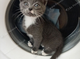 Beautiful grey kitten for sale