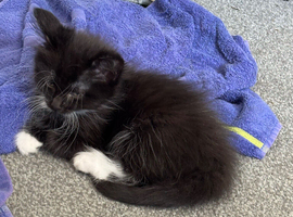 One beautiful kitten left available