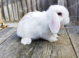 Minilop bunnies and Adult Female