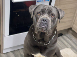 Two cane corso males