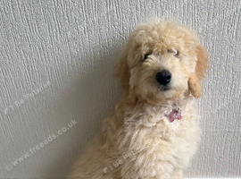 Labradoodle F2 minaure