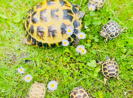 Horsefield tortoises baby LAST ONE!