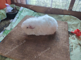 Texel baby sow