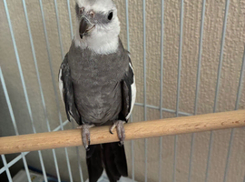Male cockatiel whiteface