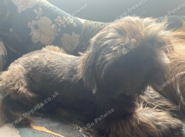 Stud only Imperial Lilac Dobie Shih Tzu Stud