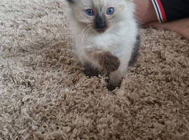 Last male available - Ragdoll