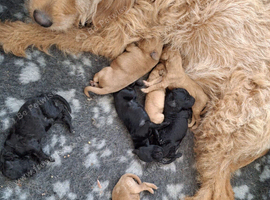 Beautiful Labradoodle Puppies Available