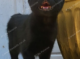 Boy black kitten 9 weeks