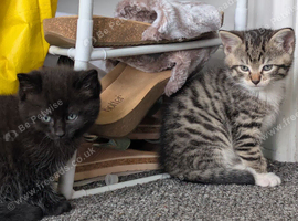 8 week old kittens