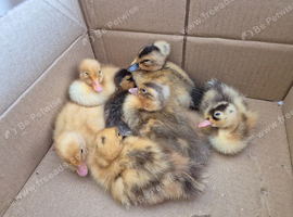 Indian runner ducklings & hatching eggs