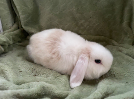 Beautiful Mini Lop Female Rabbit for sale