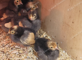 Vorwerk chicks for sale, unsexed