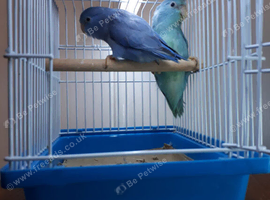 Female and Male Parrotlet Pair with travel cage